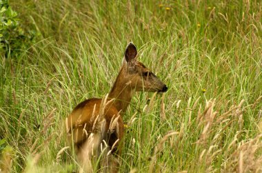 Long Beach, Washington yakınlarındaki çimlerde geyik otlatıyor.