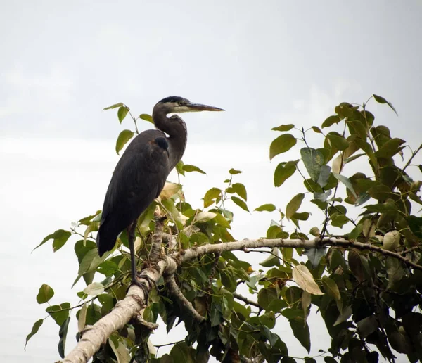 Heron Sitting Willow Branch Sammamish Landing Landing — Stock Photo, Image