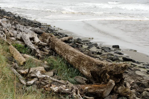 North Cove Beach, Grays Harbor, Washington yakınlarındaki kum ve kum tepeciklerinde ağaç gövdesi.