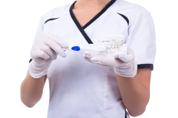 Mujer Dentista Con Modelo Dientes Cepillo Dientes Aislados Sobre Fondo —  Fotos de Stock