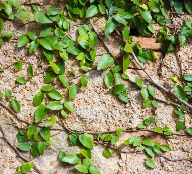 Eski duvarın üzerinden yeşil sarmaşık sarmaşığına yaklaş