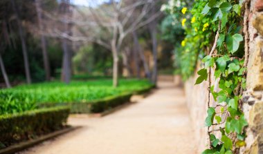 yaz arkaplanı - bulanık park ya da bahçeli ağaçlar ve bitkiler