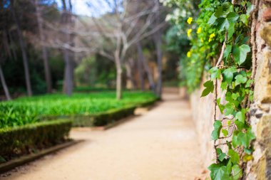 Bulanık yeşil park ya da bahçeli ağaçlar ve sarmaşık bitkileri