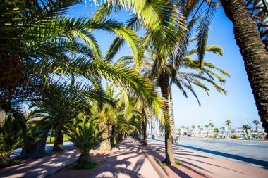 Yaz ve seyahat konsepti - Barselona 'da palmiye ağaçları ve gezinti güvertesi