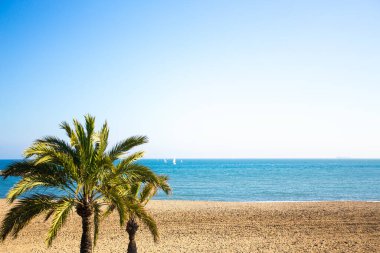 seyahat ve tatil konsepti - yaz plajında palmiye ağaçları