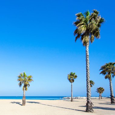 tatil ve seyahat konsepti - yazlık kumsalda palmiye ağaçları