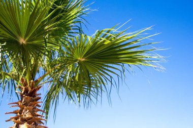 seyahat kavramı - açık mavi gökyüzünün üzerindeki palmiye ağacını kapat