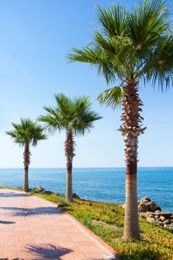 tatil ve seyahat konsepti - yaz plajında güzel palmiye ağaçları