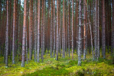 Güzel sonbahar çam ormanı manzarası