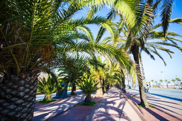 Yaz tatili konsepti - palmiyeler ve mavi gökyüzü