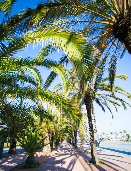 Palmiers Verts Sur Ciel Bleu Clair — Photo