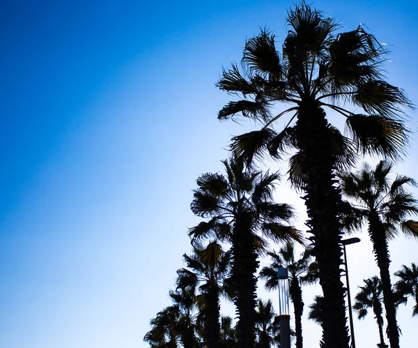 Concept Été Silhouette Palmiers Sur Ciel Bleu — Photo