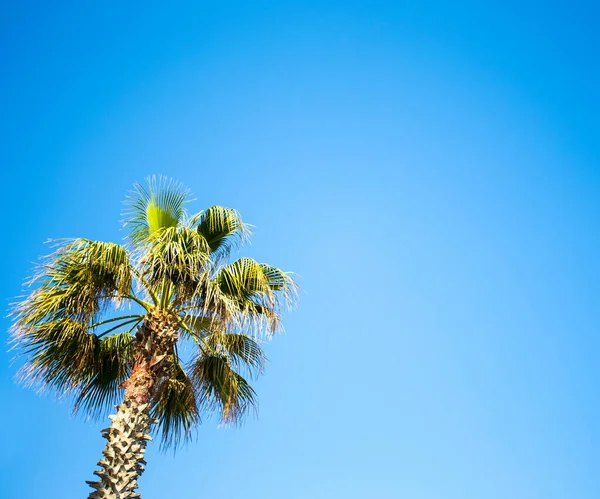 Conceito Viagem Palmeira Sobre Céu Azul Claro — Fotografia de Stock