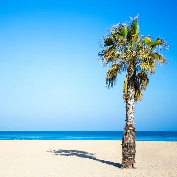 Fundo Verão Palmeira Sobre Céu Azul Praia Areia — Fotografia de Stock