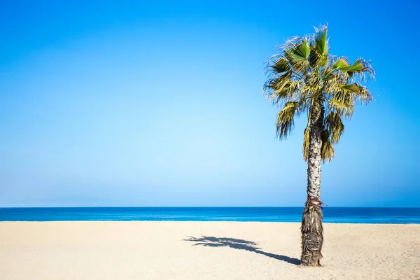 Conceito Férias Verão Palmeira Sobre Céu Azul Praia Arenosa — Fotografia de Stock