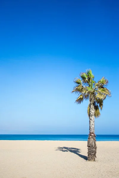 Vacation Travel Concept Palm Tree Sandy Summer Beach — Stock Photo, Image