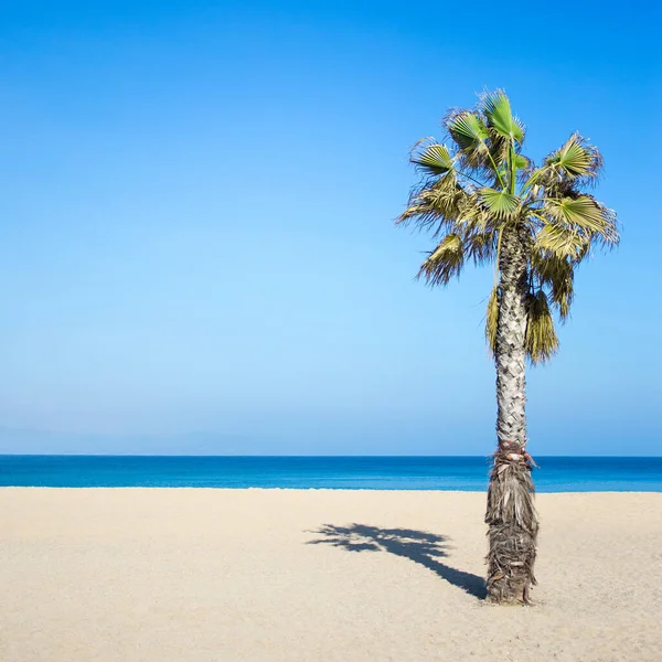 Concept Été Voyage Palmier Plage Sable Mer Bleue Ciel Clair — Photo