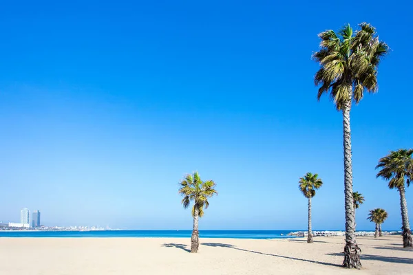 Koncepcja Wakacji Podróży Palmy Piaszczystej Plaży Barcelonie Hiszpania — Zdjęcie stockowe