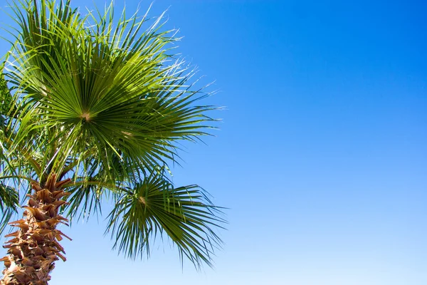 Conceito Viagem Férias Close Palmeira Sobre Céu Azul Claro — Fotografia de Stock