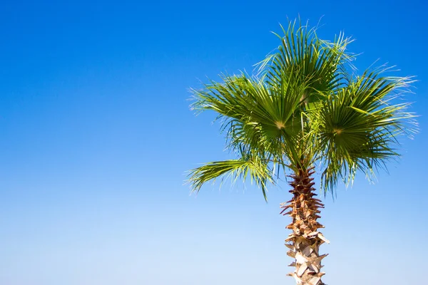 Viagem Férias Conceito Verão Palmeira Sobre Céu Azul — Fotografia de Stock