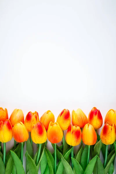 Fleurs Tulipe Avec Espace Copie Sur Fond Blanc — Photo