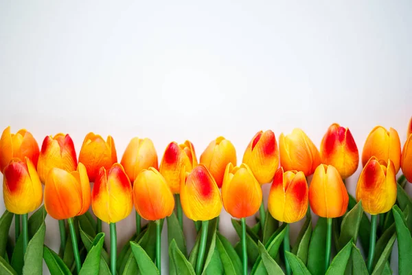 Nahaufnahme Von Tulpenblumen Mit Kopierraum Über Weißem Hintergrund — Stockfoto