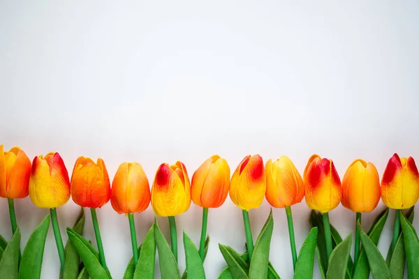 Frühjahrs Und Sommerkonzept Nahaufnahme Von Tulpenblumen Mit Kopierraum Auf Weißem — Stockfoto