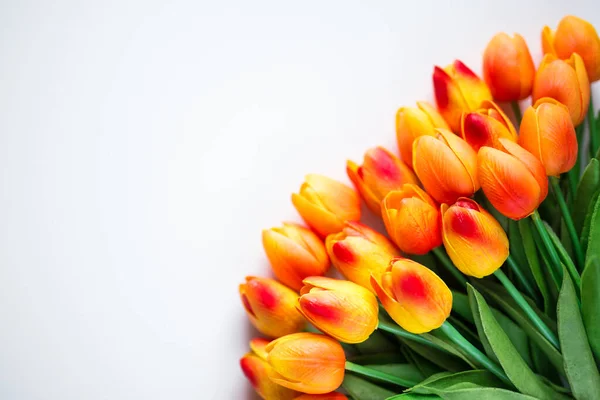 Frühjahrs Oder Sommerkonzept Nahaufnahme Von Tulpenblumen Mit Kopierraum Auf Weißem — Stockfoto