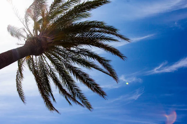 Verão Fundo Viagem Palmeira Verde Sobre Céu Azul — Fotografia de Stock