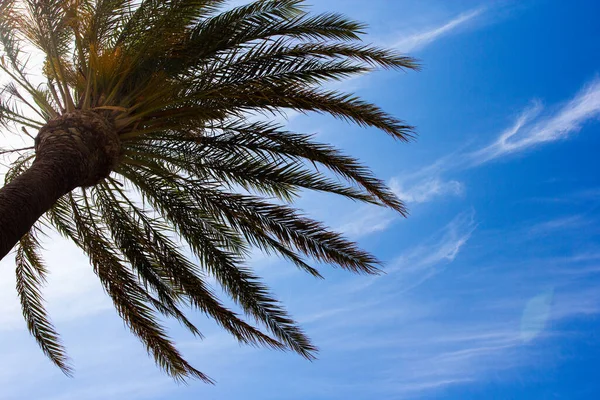 Verão Férias Palmeira Verde Sobre Fundo Céu Azul — Fotografia de Stock