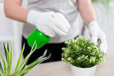 Kadın ellerine yakın saksı bitkisini sprey şişesiyle suluyor.