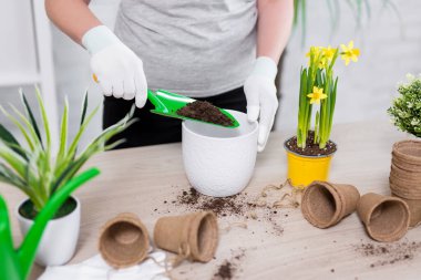 Bahar konsepti - kadın ellerine yakın ev saksılarına çiçek dikmek
