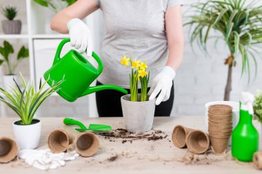 Bahar konsepti - evde narsisli çiçekleri sulayan kadınların ellerini kapatmak