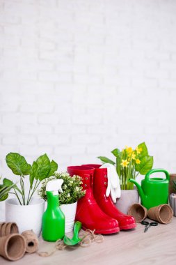 Saksı bitkileri ve bahçe aletleri ahşap masa üzerinde beyaz duvar arkaplanı