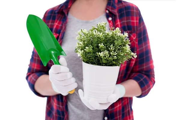 Primer Plano Planta Maceta Pequeña Pala Manos Femeninas Aisladas Sobre —  Fotos de Stock