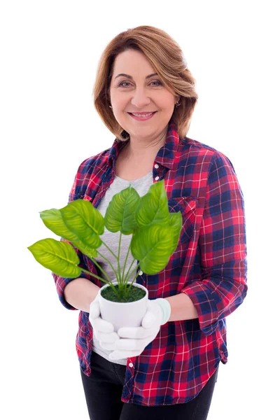 Portret Van Gelukkig Volwassen Vrouw Met Potplant Geïsoleerd Witte Achtergrond — Stockfoto