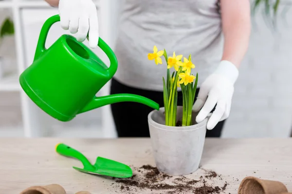 Close Van Vrouwelijke Handen Water Geven Lente Bloemen Pot Thuis — Stockfoto