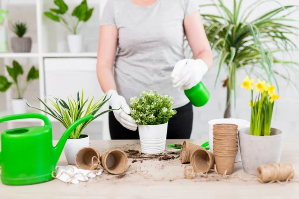 Lente Concept Close Van Vrouwelijke Tuinman Handen Planten Water Geven — Stockfoto