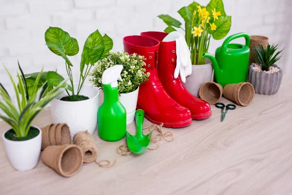 Primer Plano Flores Maceta Herramientas Jardinería Con Espacio Sobre Fondo — Foto de Stock