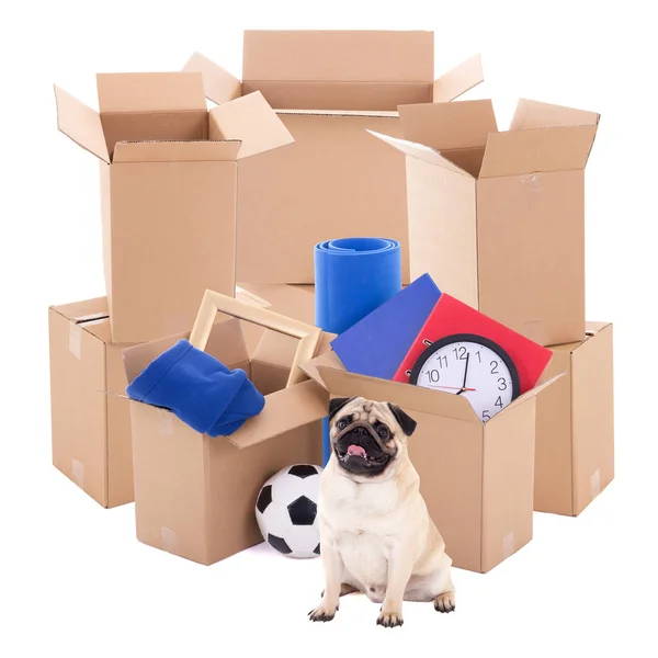 Conceito Dia Movimento Caixas Papelão Marrom Cão Pug Isolado Fundo — Fotografia de Stock