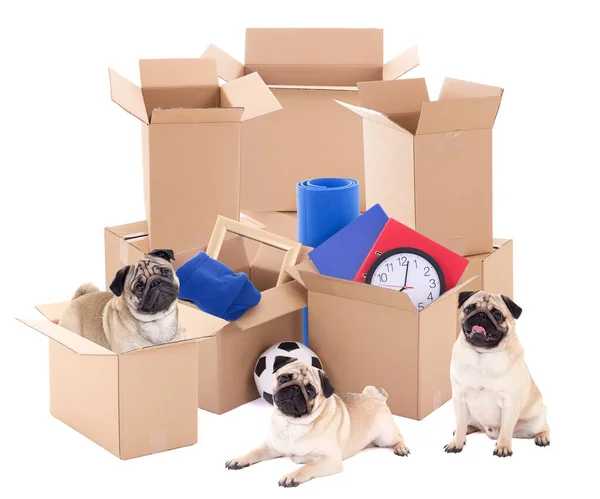 Conceito Dia Movimento Caixas Papelão Marrom Cães Bonitos Isolados Fundo — Fotografia de Stock