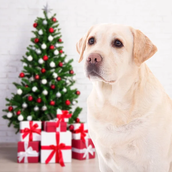 クリスマスと新年のコンセプト クリスマスツリーと装飾された部屋でフレンドリーな犬の黄金の検索 — ストック写真