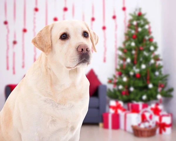 Weihnachts Und Neujahrskonzept Schöner Golden Retriever Geschmückten Zimmer Mit Weihnachtsbaum — Stockfoto