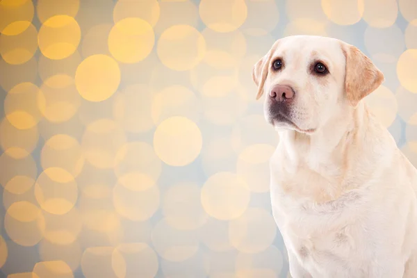 Cute Dog Golden Retriever Christmas Background Lights — Stock Photo, Image