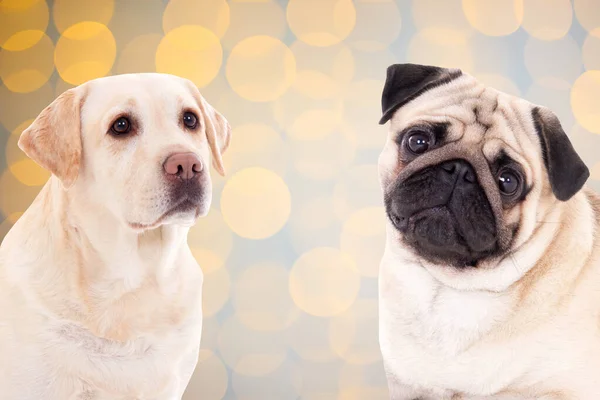 Přátelství Koncept Nového Roku Zlatý Retrívr Pug Dog Přes Vánoční — Stock fotografie