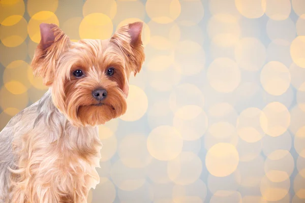 Cute Pies Yorkshire Terrier Tle Bożego Narodzenia Światłami — Zdjęcie stockowe