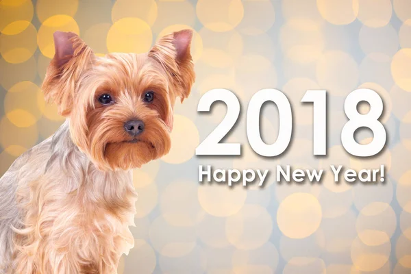 2018 New Year Concept Cute Dog Yorkshire Terrier Christmas Background — Stock Photo, Image