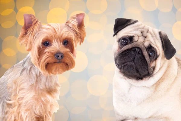 Freundschaft Und Neujahrskonzept Yorkshire Terrier Und Mops Hund Vor Weihnachtlichem — Stockfoto