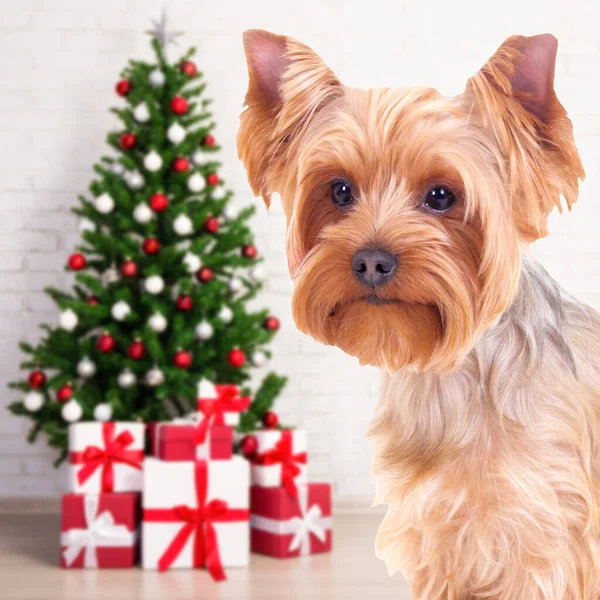圣诞和新年的概念 可爱的狗约克郡的小狗与圣诞树装饰房间 — 图库照片