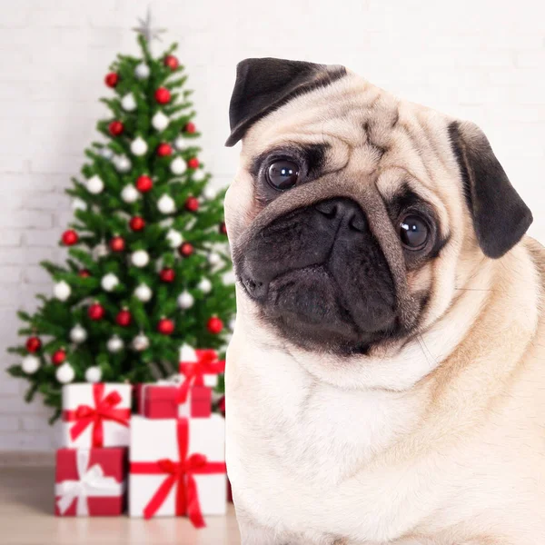 Conceito Natal Ano Novo Cachorro Bonito Quarto Decorado Com Árvore — Fotografia de Stock